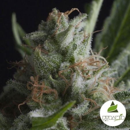Shark Plante de cannabis