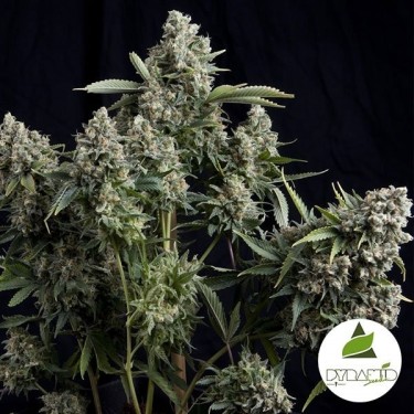 Tutankhamon Plante de cannabis