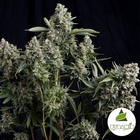 Tutankhamon Plante de cannabis