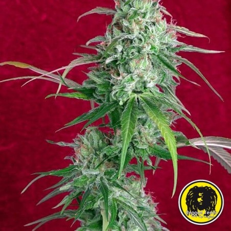 Juanita La Lagrimosa Plante de marijuana