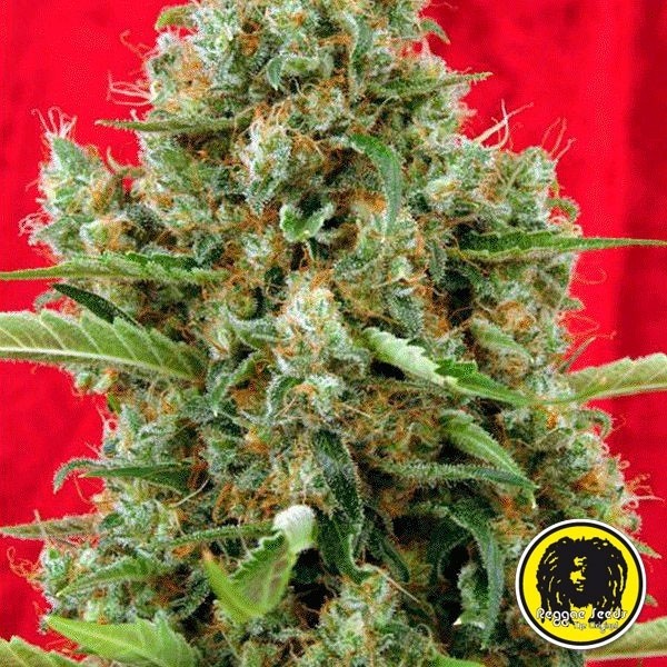 Voir Session Régulière Plante de marijuana