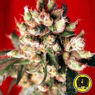 Roots Régulière Plante de marijuana