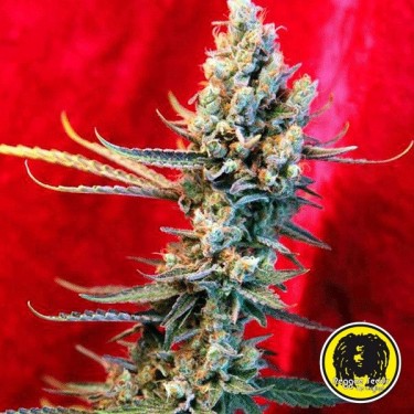 Revolution Régulière Plante de cannabis