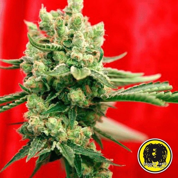 Voir Guayaka Régulière Plante de marijuana