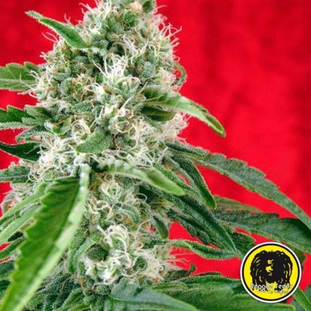 Dub Régulière Plante de cannabis