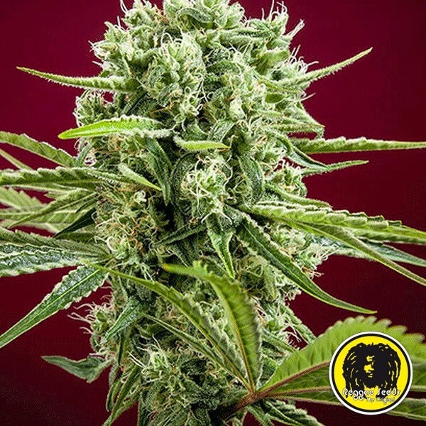 Voir Dancehall Régulière Plante de marijuana