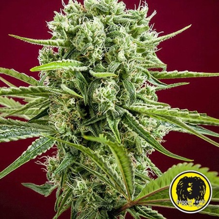 Dancehall Régulière Plante de marijuana