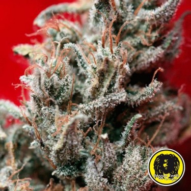 O'Haze Red Palnte de cannabis