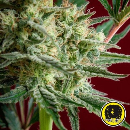 Blackdance Plante de marijuana