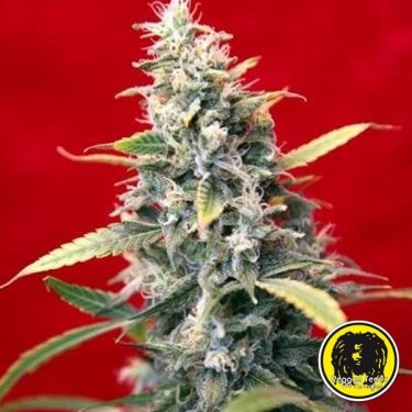 Sra. Amparo Plante de marijuana