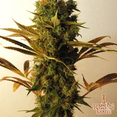 Hammershark Plante de marijuana
