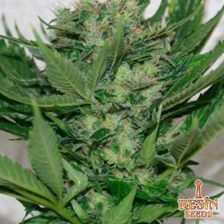 Sour P Plante de marijuana