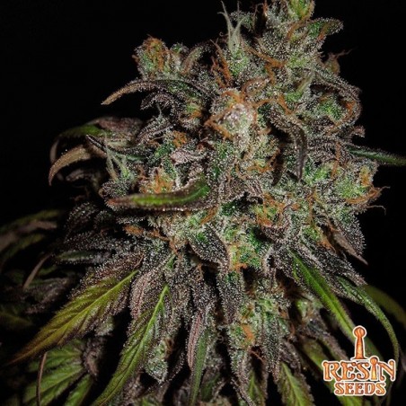 Cannatonic Plante de marijuana
