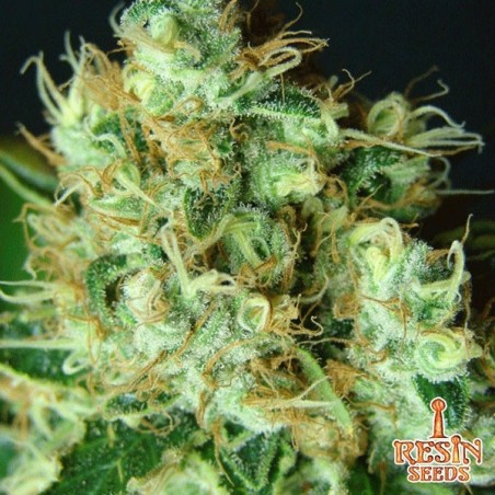 Bubblicious Plante de marijuana