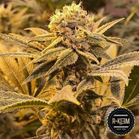 Plante de marijuana R-Kiem Régulière