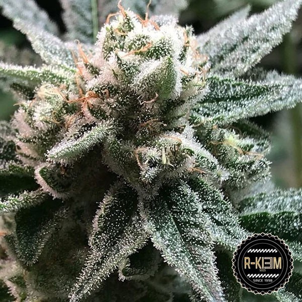 Voir Sublimator de R-Kiem Seeds 100% féminisées - Grow Barato