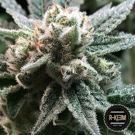 Sublimator de R-Kiem Seeds 100% féminisées - Grow Barato