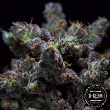 ZKIEM graine féminisée de R-Kiem Seeds - Grow Barato