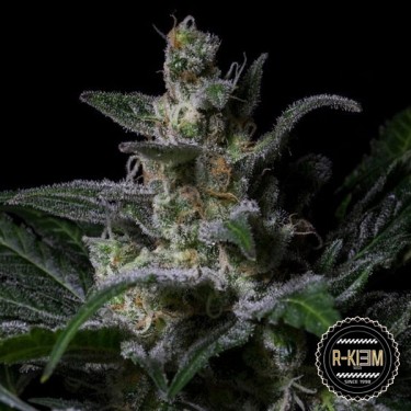 Plante de marijuana Muse