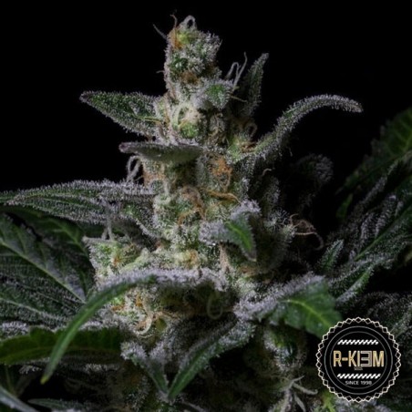 Plante de marijuana Muse