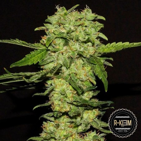 Plante de marijuana Portela