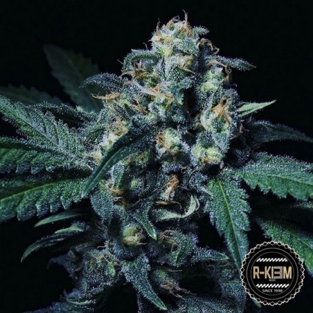 Plante de marijuana Negra 44