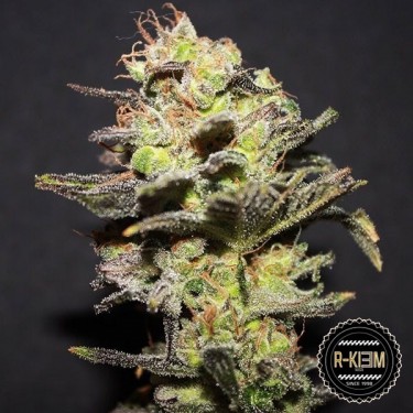 Plante de marijuana Icer