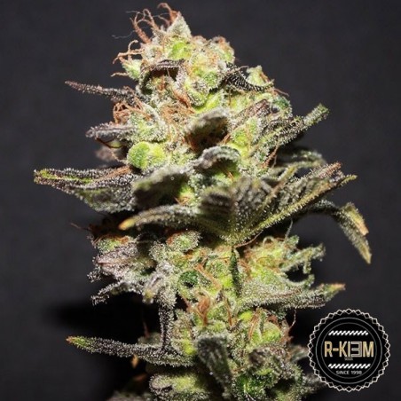 Plante de marijuana Icer