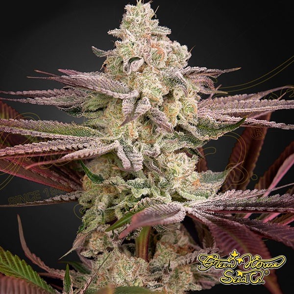 Voir Chemical Bride féminisée de Green House Seeds - Grow Barato