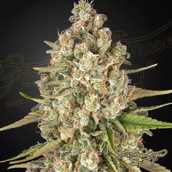 Voir Lost Pearl de la banque Green House Seeds - Grow Barato