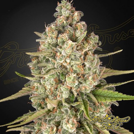 Lost Pearl Green House Seeds féminisée - Grow Barato