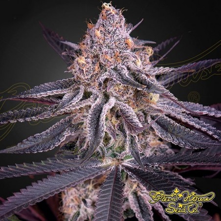 King’s Juice féminisée Green House Seeds - Grow Barato