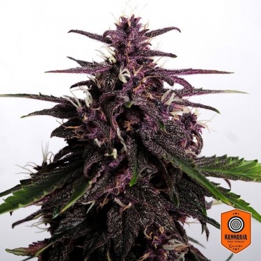 Acheter Swiss Dream Rosé Auto CBD de Kannabia Seeds - GB