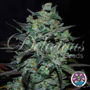 Northern Light Blue THC-Free