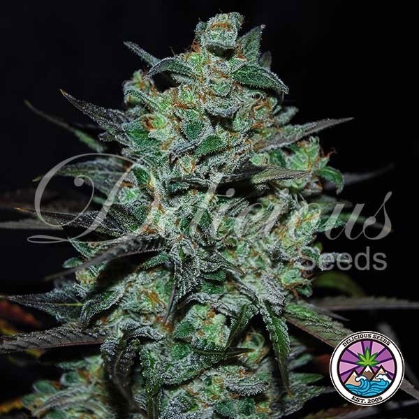 Northern Light Blue THC-Free