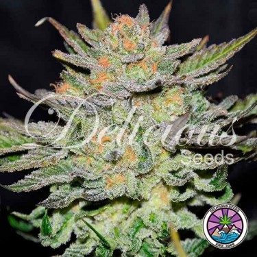 Auto Blue Ace CBD Plante de cannabis