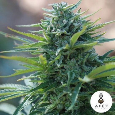 X-Kunk d'Apex Seeds 100 % féminisée - Grow Barato