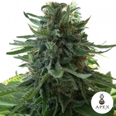 View Plant de cannabis Alaska's Flavor