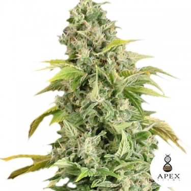 Plante de cannabis Arafa