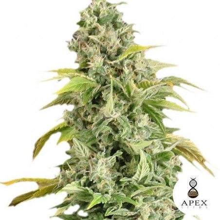 Plante de cannabis Arafa