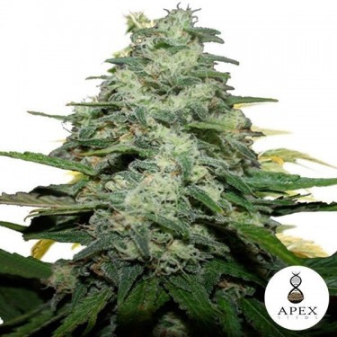 Blue Monkey Plante de cannabis