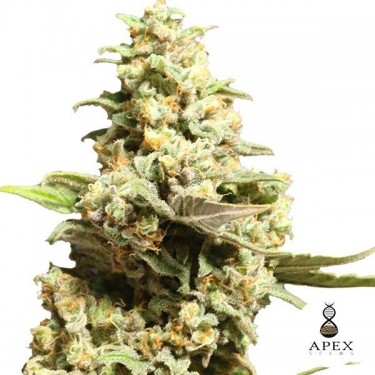 Critical X d'Apex Seeds graines féminisées - Grow Barato