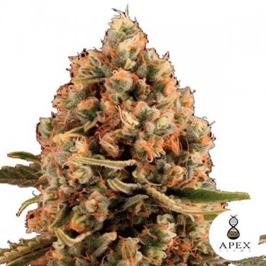 Dynamis d'Apex Seeds graines féminisées - Grow Barato