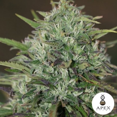 Plante de cannabis Insomnia