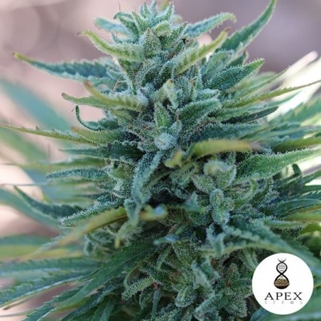 Plante de cannabis Somango X