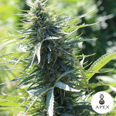 Kalashnikov 2.0 d'Apex Seeds 100 % féminisée - Grow Barato