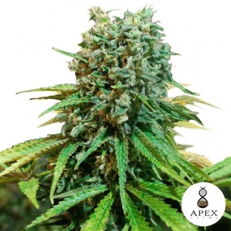 Plante de cannabis X-Berry