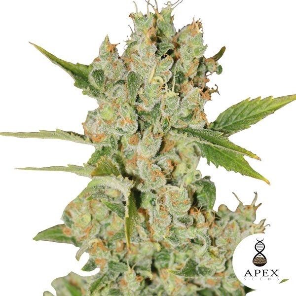 Voir Plante de marijuana Auto Kalashnikov