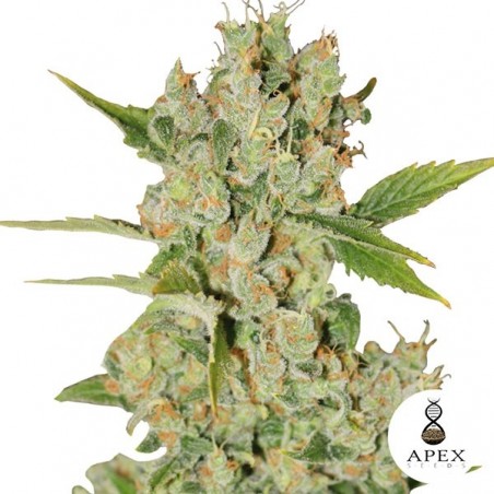 Plante de marijuana Auto Kalashnikov