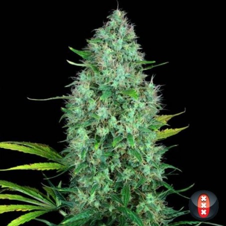 Serious 6 Plante de marijuana